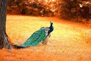 热血激战！亚洲足坛巨星决斗